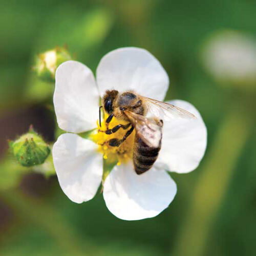 Neonicotinoid Insecticides: Are Your Nursery Plants Being Treated With Bee-Killing Chemicals?